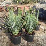 FV 5663 Yucca rostrata 10L