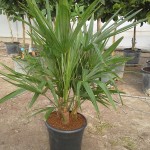 FV 5665 Trachycarpus fortunei 10L 3 plantes