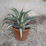 FV 5763 Agave mediopicta 15L