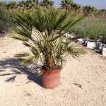 FV 5859 Chamaerops humilis 15L