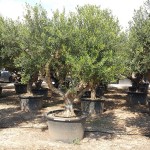 VV 3486 Olea europaea 285/500L aragon 60/80P