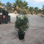 FV 5647 Olea europaea Cipressino 10L touffe 60/80