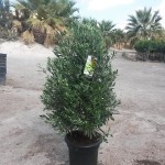 FV 5648 Olea europaea Cipressino 15L touffe 80/100