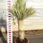 LC 4819 Yucca rostrata 45L 40/60T