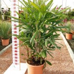 LC 5070 Rhapis excelsa 10L