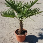 VV 4996 Trachycarpus fortunei 15L 15/20T