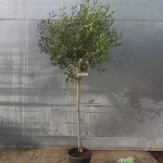 FV 5649 Olea europaea Cipressino 10L 1/2 tige 6/8P