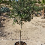 FV 5839 Olea europaea Cipressino 25L 1/2 tige 10/12P