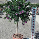 LC 3056 Polygala myrtifolia 15L 1/4 tige