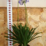 LC 3085 Agapanthus africanus Azul 10L