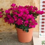 LC 3113 Bougainvillea fuchsia 10L