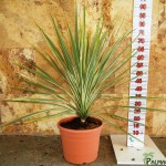 LC 3146 Cordyline australis Dazzler 10L