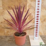 LC 3148 Cordyline australis Pink Passion Cherry 10L