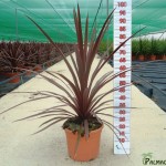 LC 3150 Cordyline australis Red Star 10L