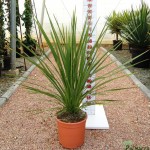 LC 3154 Cordyline indivisa 5L grupo