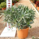 LC 3181 Echium fastuosum 10L