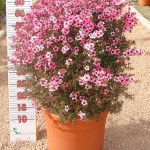 LC 3229 Leptospermum scoparium 10L