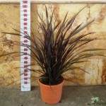 LC 3266 Phormium atropurpureum 10L