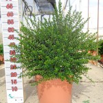 LC 3267 Myrtus communis Tarentina 10L