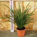 LC 3271 Phormium tenax 10L