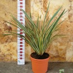 LC 3273 Phormium tenax variegata 10L