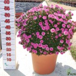 LC 3281 Pimelea ferruginea 10L