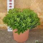 LC 3286 Pittosporum tobira Nana 10L