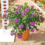 LC 3291 Polygala myrtifolia 5L