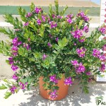 LC 3292 Polygala myrtifolia 10L