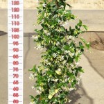 LC 3311 Trachelospermum jasminoides 5L tuteur