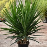 LC 3327 Yucca elephantipes 15L grupo