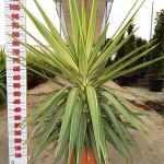 LC 3332 Yucca elephantipes Jewel 10L 1 plante