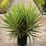 LC 3333 Yucca elephantipes Jewel 15L grupo