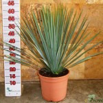 LC 3340 Yucca rostrata 5L