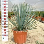 LC 3341 Yucca rostrata 10L