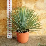 LC 3342 Yucca rostrata 15L