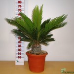 LC 3345 Cycas revoluta 6L 15/18T