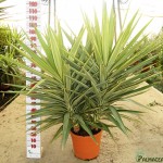 LC 3407 Yucca elephantipes Jewel 10L grupo