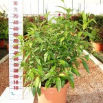 LC 5031 Cestrum nocturnum 10L