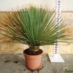 LC 5037 Dasylirion serratifolium 10L