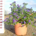 LC 5078 Solanum rantonnetii Azul 10L