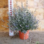 LC 5080 Teucrium fruticans Azureum 10L