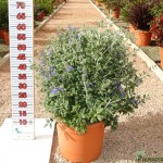 LC 5081 Teucrium fruticans 10L