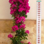 LC 5221 Bougainvillea fuchsia 15L tuteur