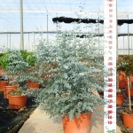 LC 5279 Eucalyptus gunnii 15L