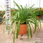 LC 5339 Agapanthus africanus blanco 10L