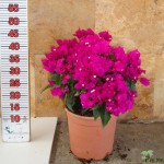 LC 5342 Bougainvillea fuchsia 5L