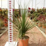 LC 5343 Dasylirion longifolium 10L