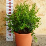 LC 5361 Myrtus communis 10L