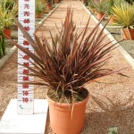 LC 5368 Phormium sundowner 10L